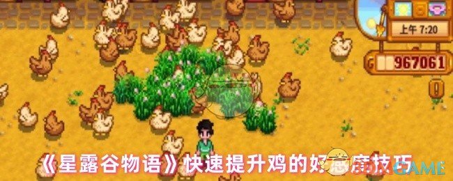 《星露谷物语》快速提升鸡的好感度技巧