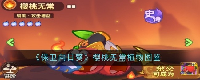《保卫向日葵》樱桃无常植物图鉴