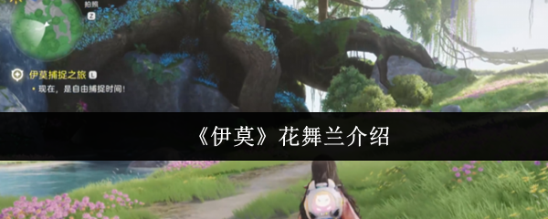《伊莫》花舞兰介绍